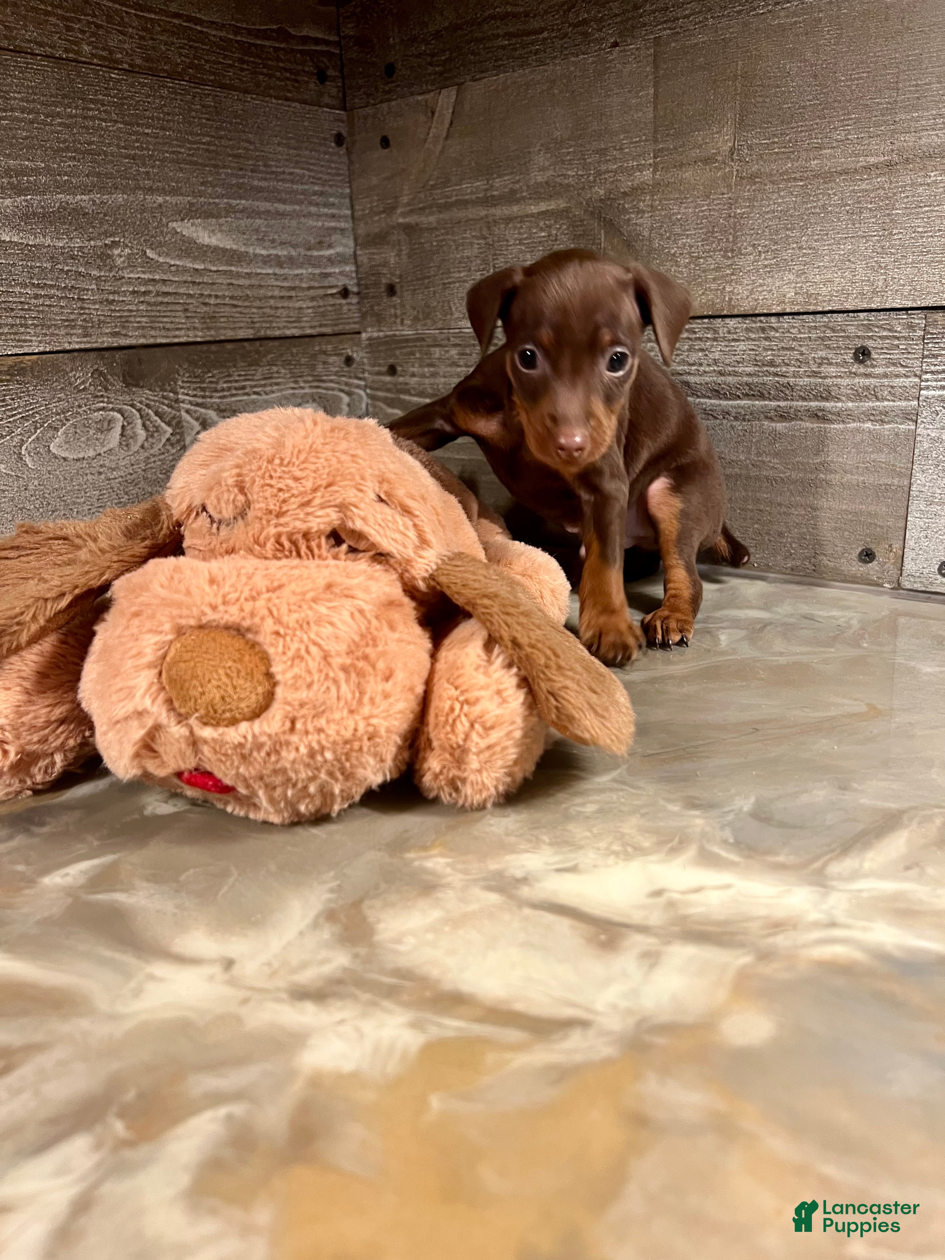 Miniature Pinscher dogs Toffee - Ad 24