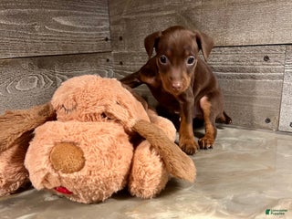 Miniature Pinscher dogs Toffee - Ad 24