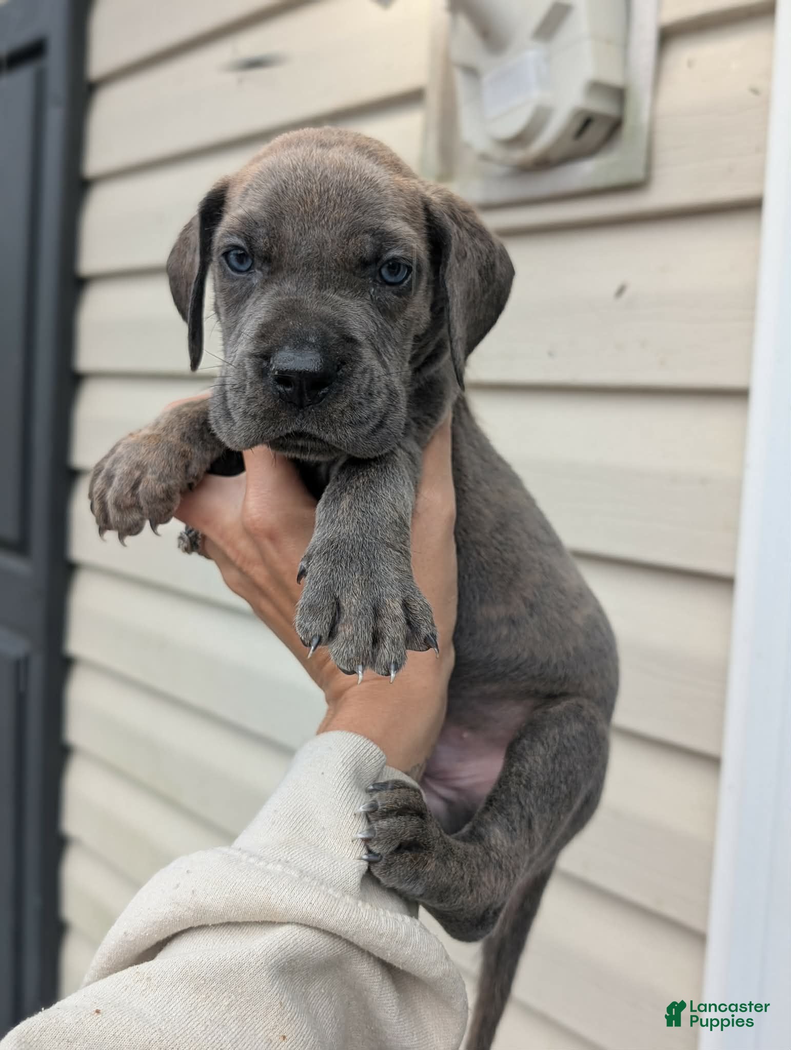 Great Dane dogs Draco-male - Ad 1