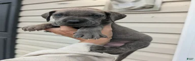Draco-male