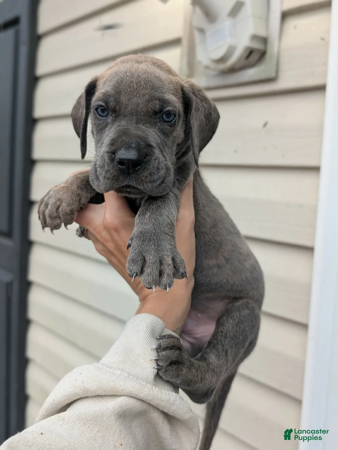 Great Dane dogs for sale: Draco-male - Ad 1