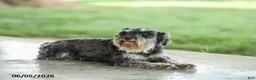 Miniature Schnauzer dogs for sale: Fulton - Ad 6