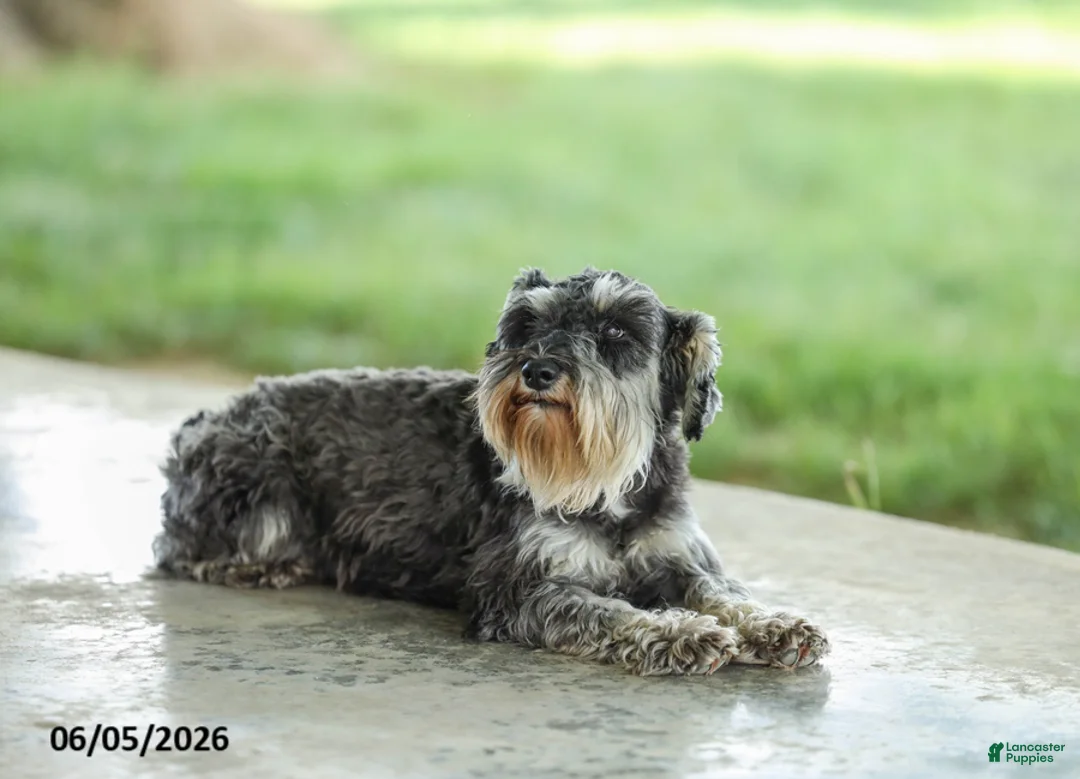 Miniature Schnauzer dogs for sale: Fulton - Ad 6