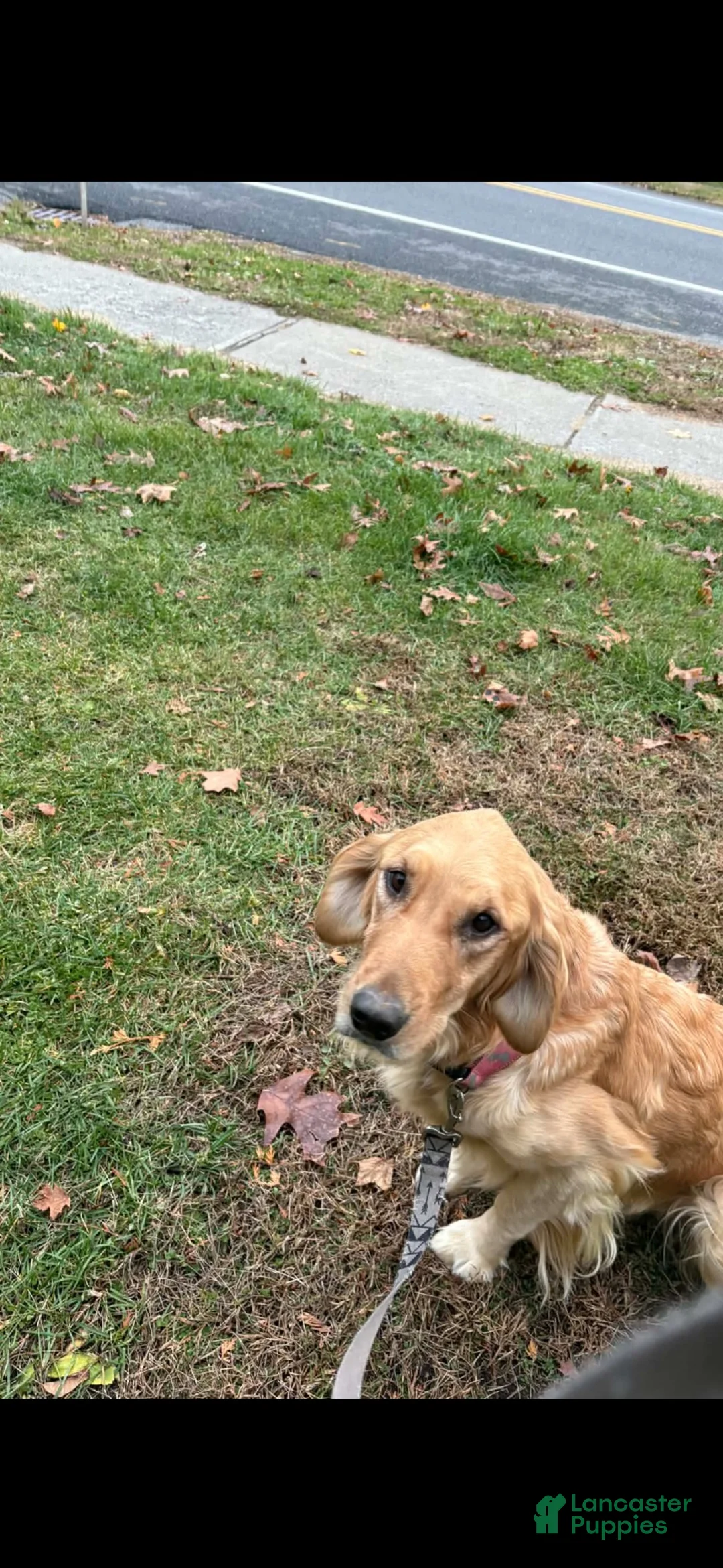 Goberian dogs for sale: Goberian 5 - Ad 2