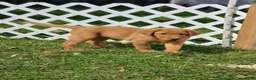 Labrador Retriever dogs for sale: Sandy (yellow collar) - Ad 2