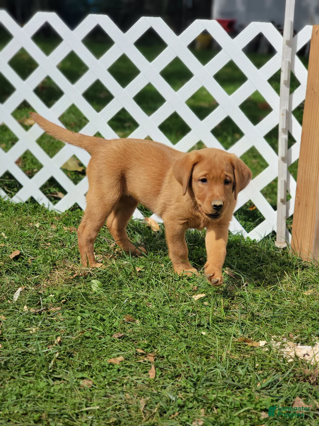 Labrador Retriever dogs for sale: Sandy (yellow collar) - Ad 2