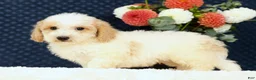 Bichpoo dogs for sale: Ender - Ad 5