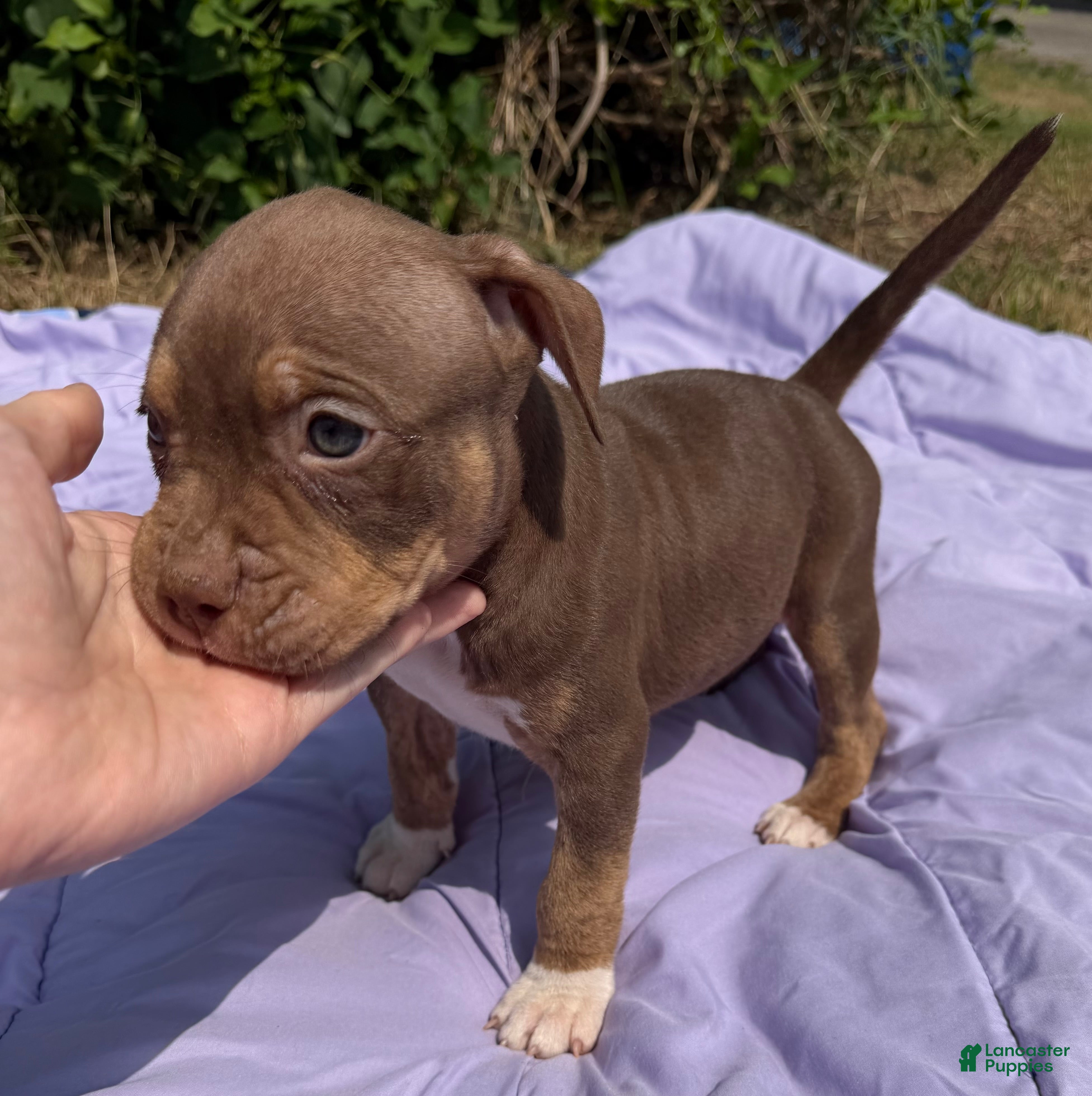 American Bully dogs Toby - Ad 2