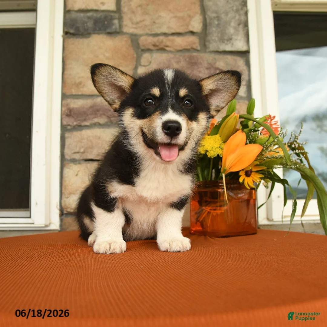 Welsh Corgi Pembroke dogs for sale: Danny - Ad 1
