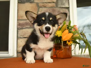 Welsh Corgi Pembroke dogs for sale: Danny - Ad 1