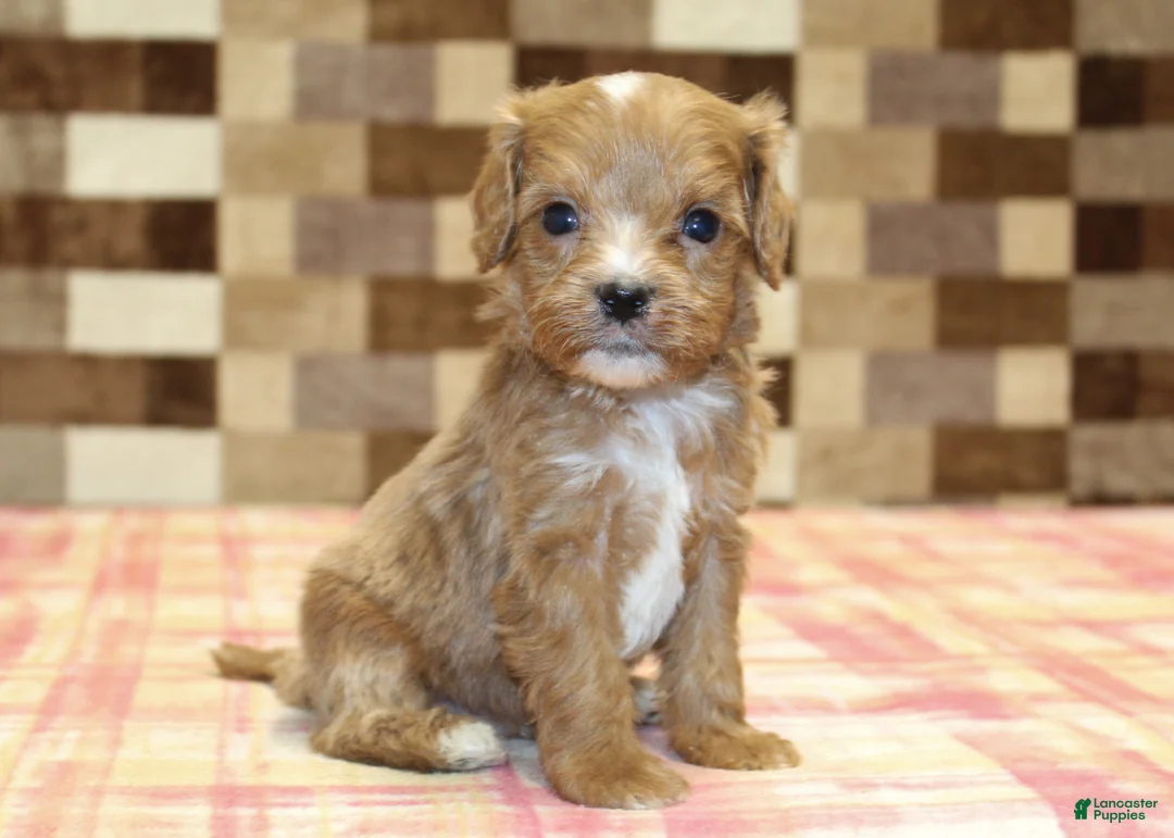 Cavapoo dogs for sale: George - Ad 3