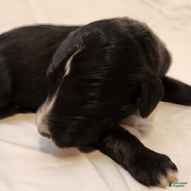 Mini Aussiedoodle dogs for sale: Trixie_Female Tri-Color Possible Phantom - Ad 6