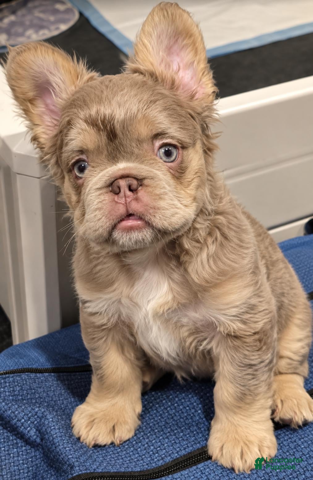 French Bulldog dogs Coatie - Ad 1