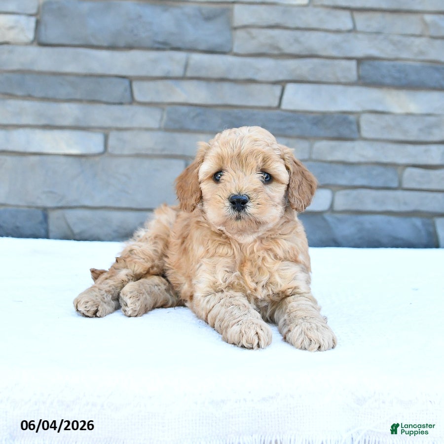 Cockapoo dogs Rascal - Ad 1