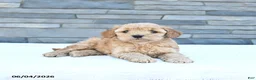 Cockapoo dogs for sale: Rascal - Ad 1