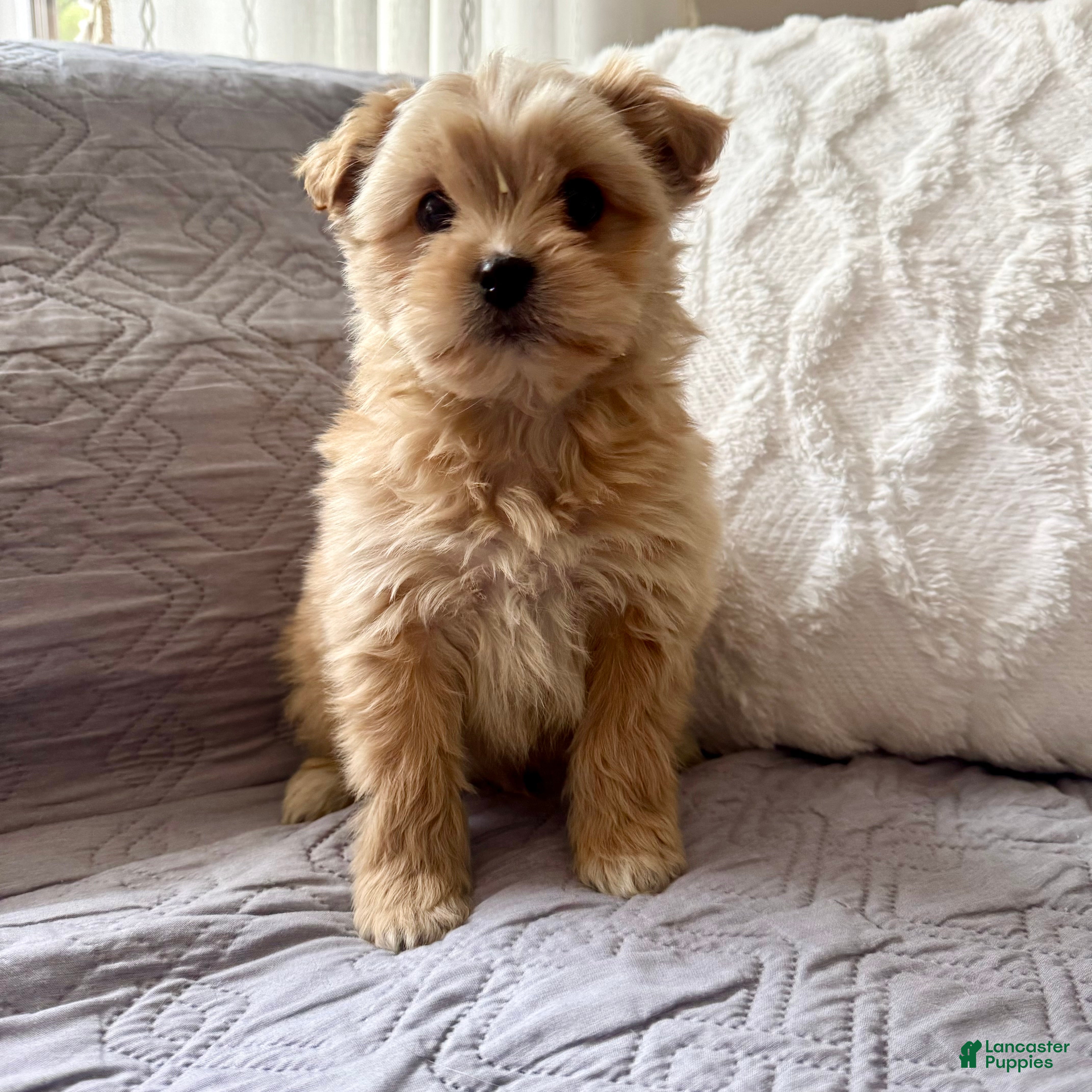 Shorkie dogs Bailey - Ad 34