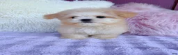 Malshi dogs for sale: 🩷 Cookie 🩷 - Ad 2