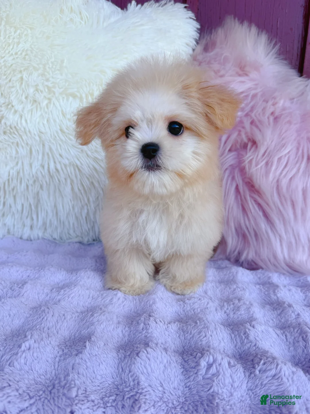 Malshi dogs for sale: 🩷 Cookie 🩷 - Ad 2