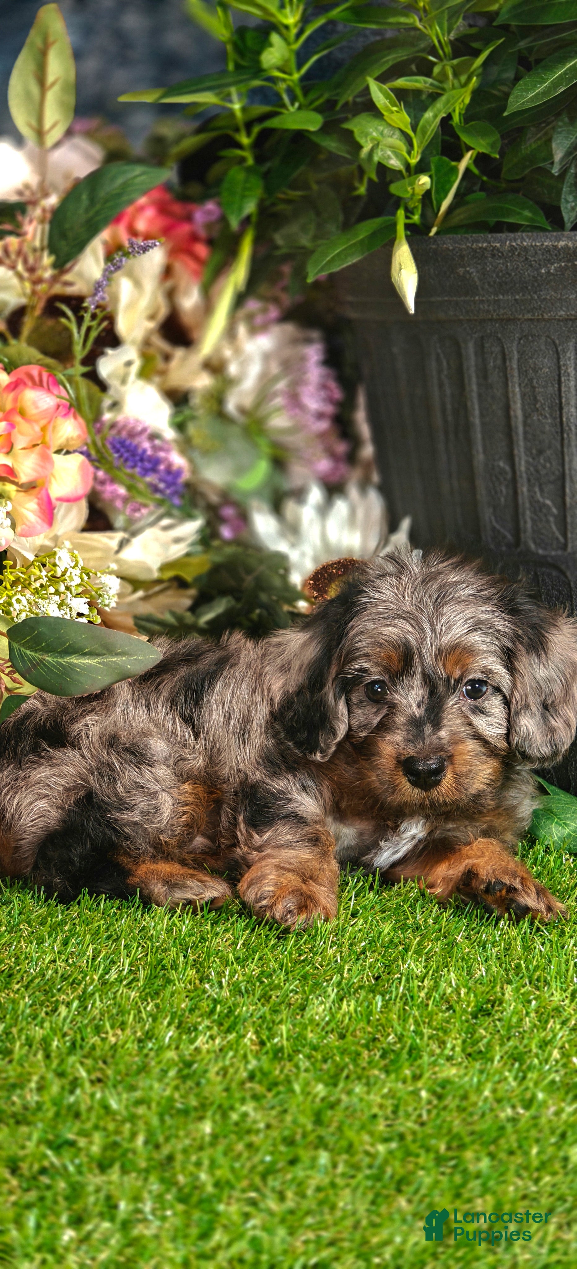 Cavapoo dogs Blue (Micro Cavapoo) - Ad 1