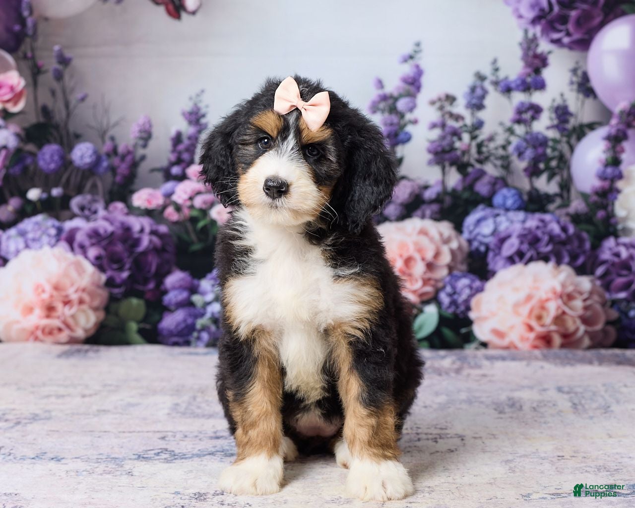 Bernedoodle dogs Lucy - Ad 1
