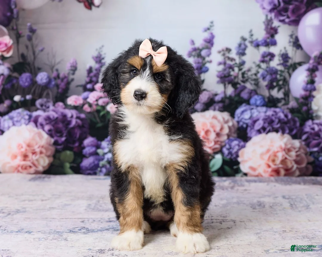 Bernedoodle dogs for sale: Lucy - Ad 1
