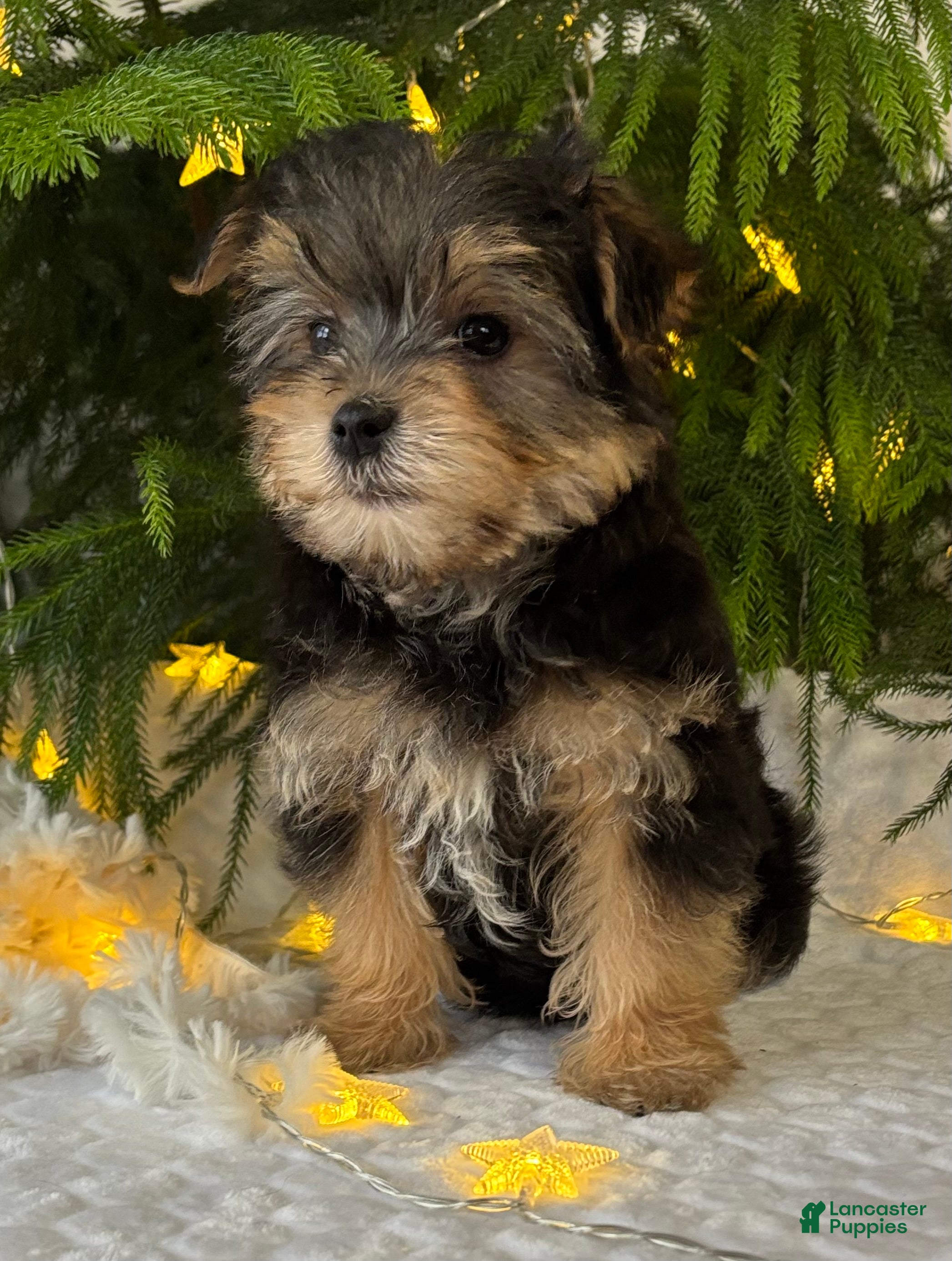 Morkie dogs Nicky - Ad 42
