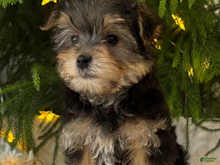 Morkie dogs Nicky - Ad 42