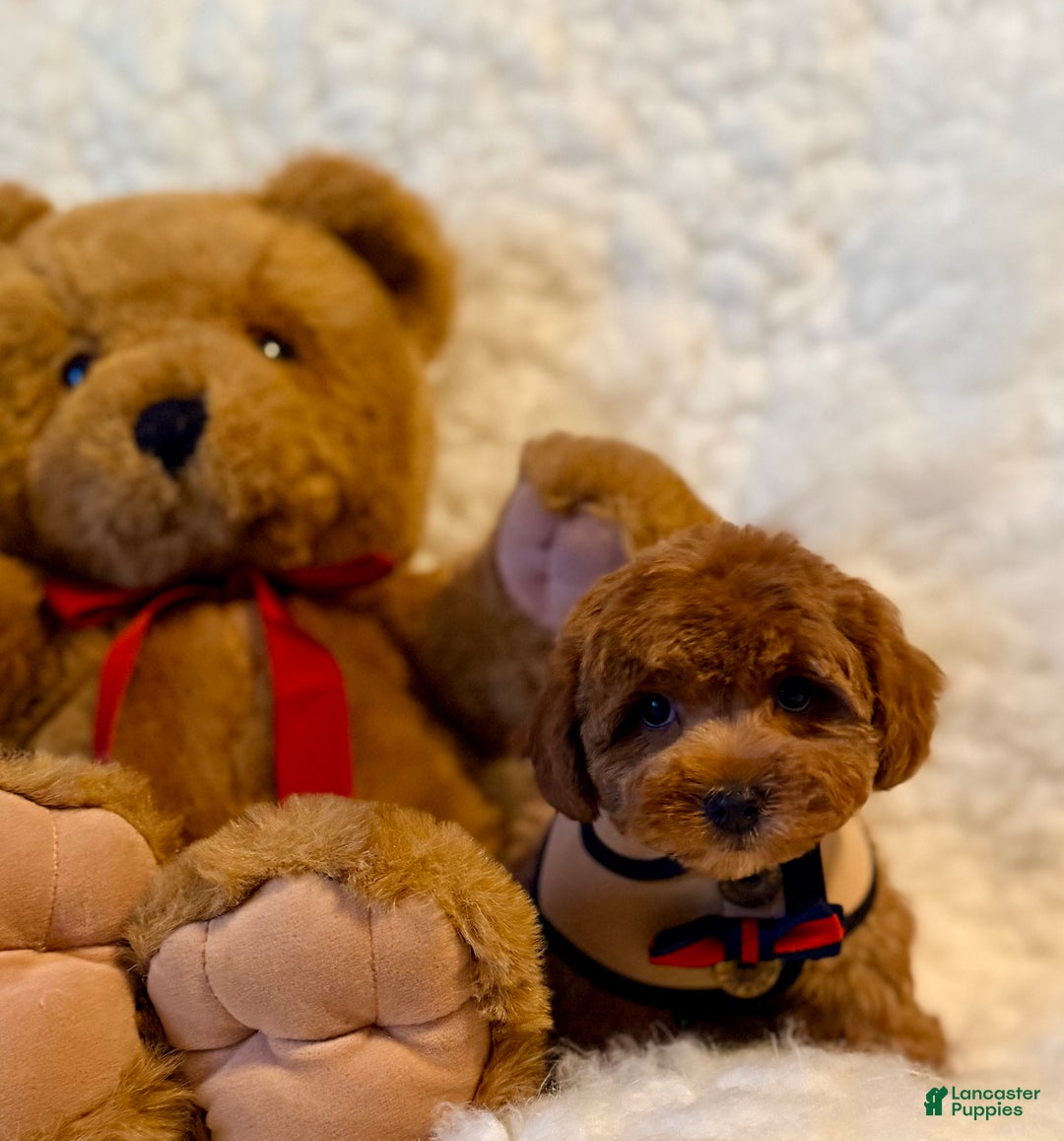Toy Poodle dogs for sale: Sugar Bear - Ad 7