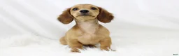 Dachshund dogs for sale: Candy Lou R 7562 - Ad 3
