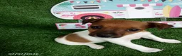 Jack Russell Terrier dogs for sale: Kathy - Ad 4