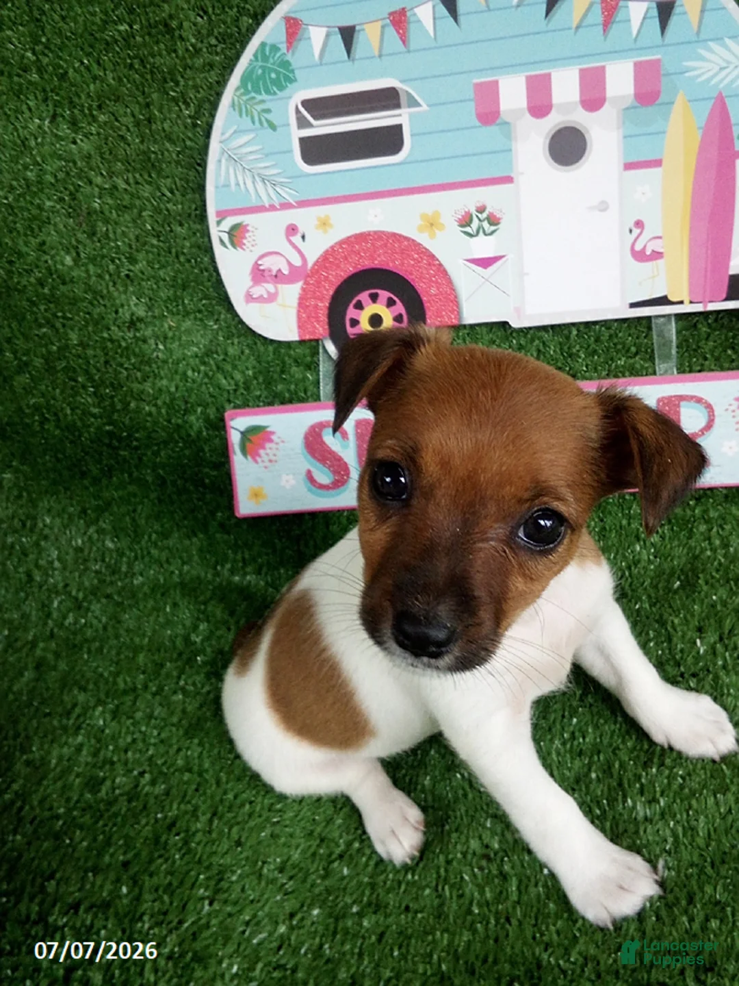 Jack Russell Terrier dogs for sale: Kathy - Ad 4