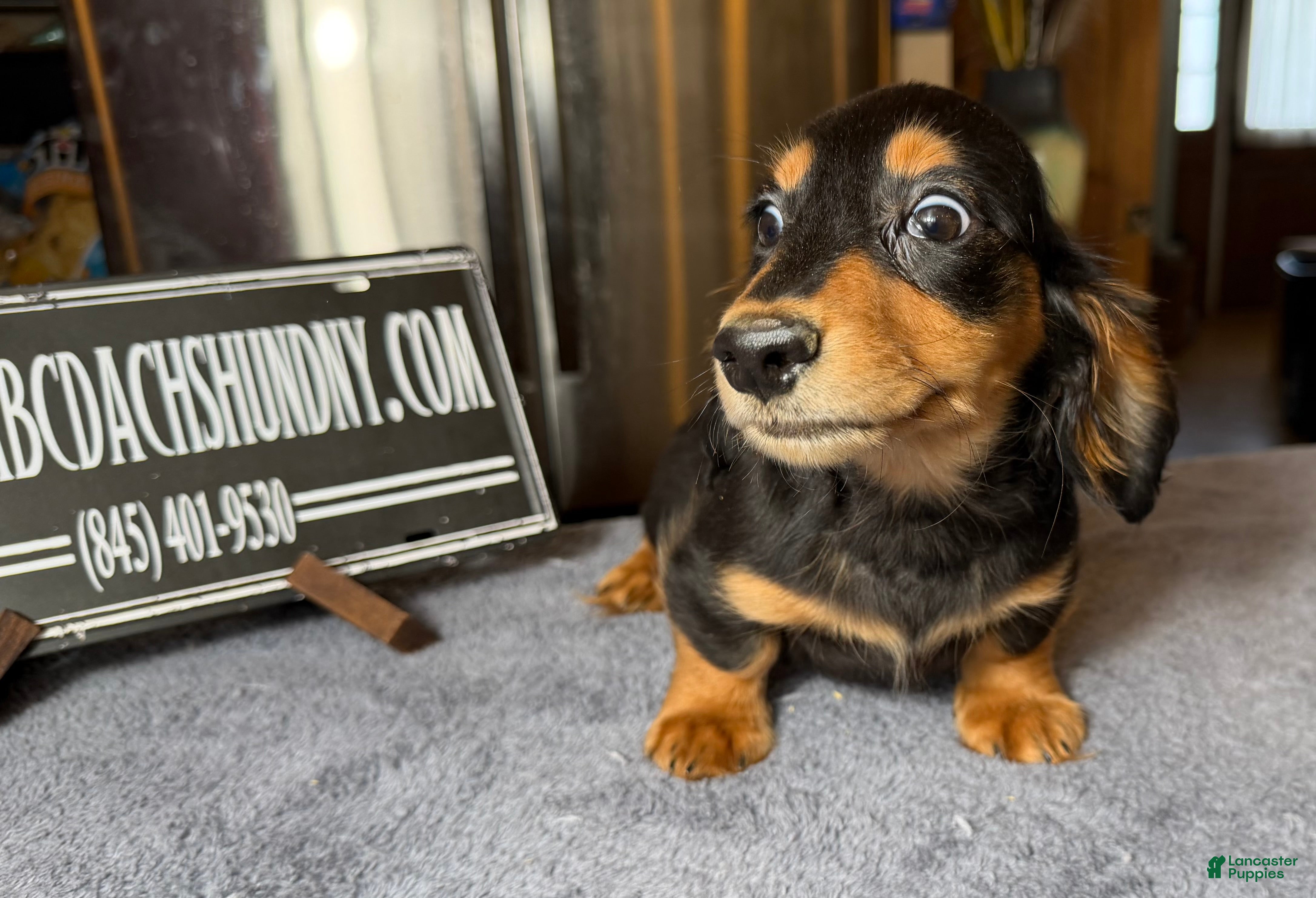 Miniature Dachshund dogs AKC Russian import - Ad 9