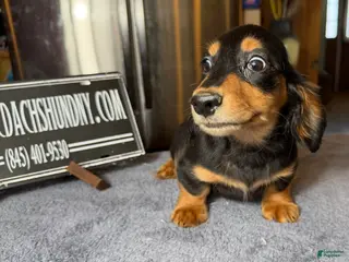 Miniature Dachshund dogs AKC Russian import - Ad 9