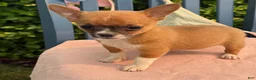 Chihuahua dogs for sale: Henry - Ad 8