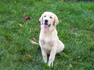 Golden Retriever dogs Gwenn - Ad 1