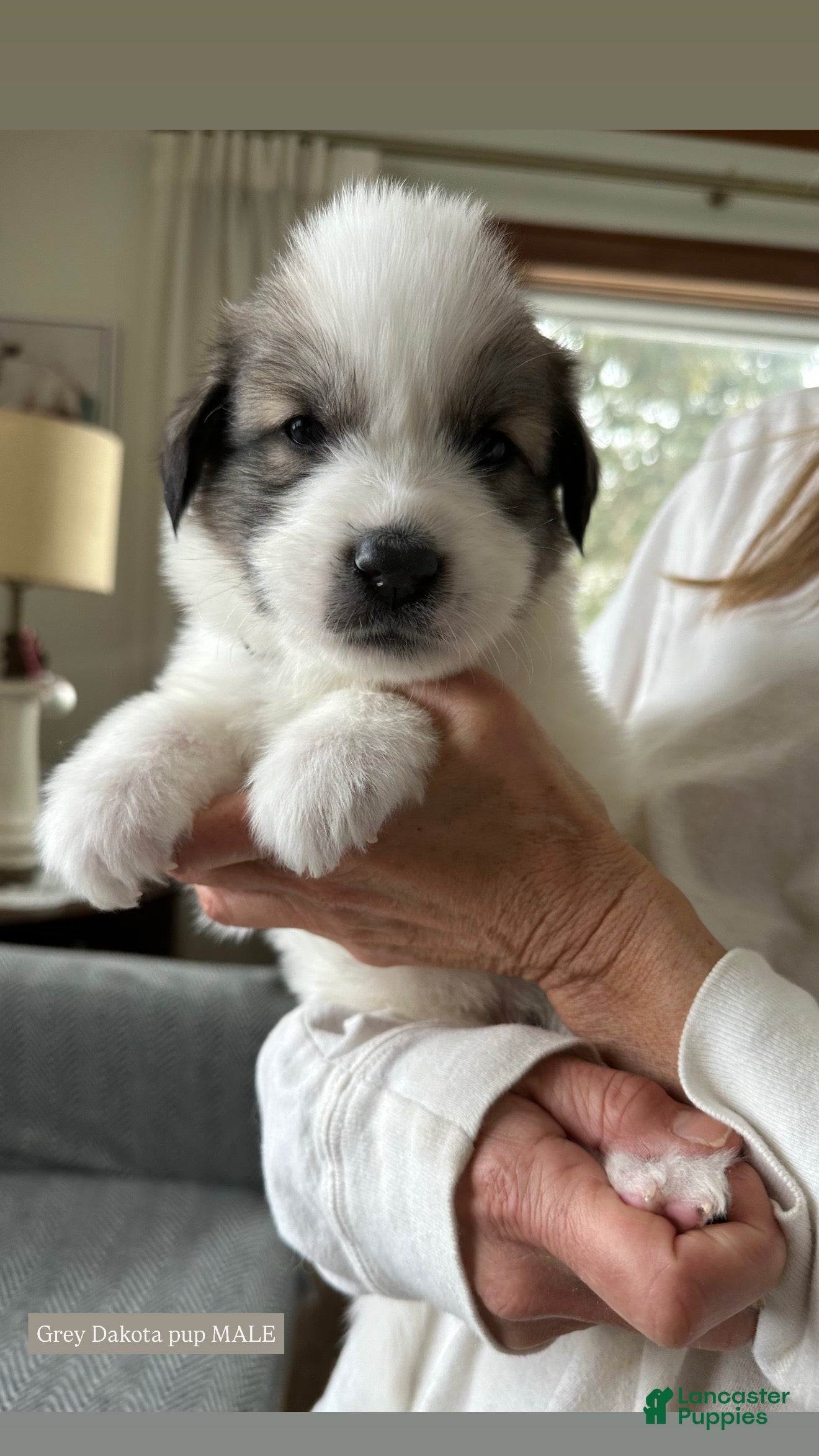 Great Pyrenees dogs Grey - Ad 12
