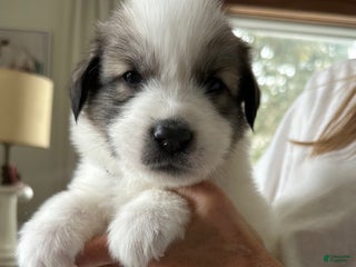 Great Pyrenees dogs Grey - Ad 11