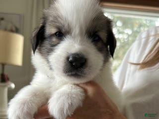 Great Pyrenees dogs Grey - Ad 9