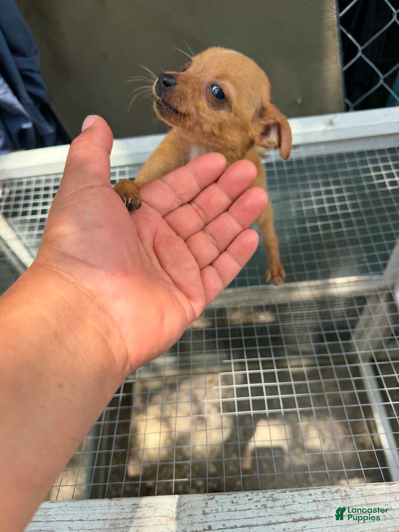 Mixed Breed dogs Mixed Breed 5 - Ad 28