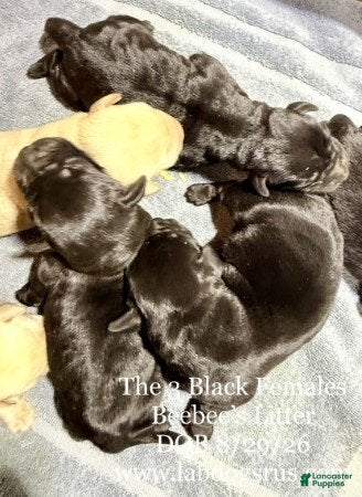 Labrador Retriever dogs Girl 2 - Ad 30