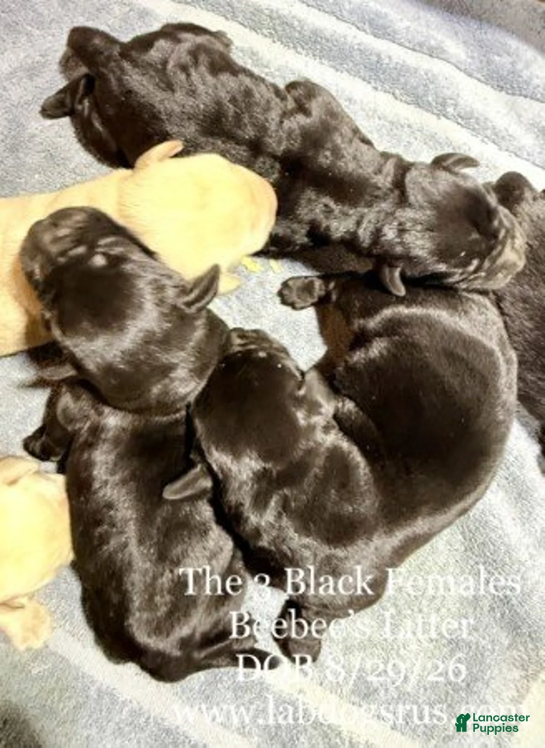 Labrador Retriever dogs for sale: Girl 2 - Ad 1