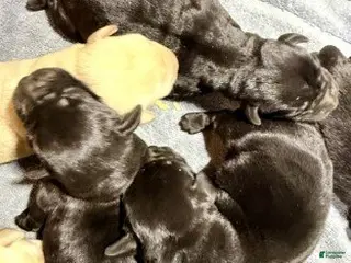 Labrador Retriever dogs Girl 2 - Ad 30