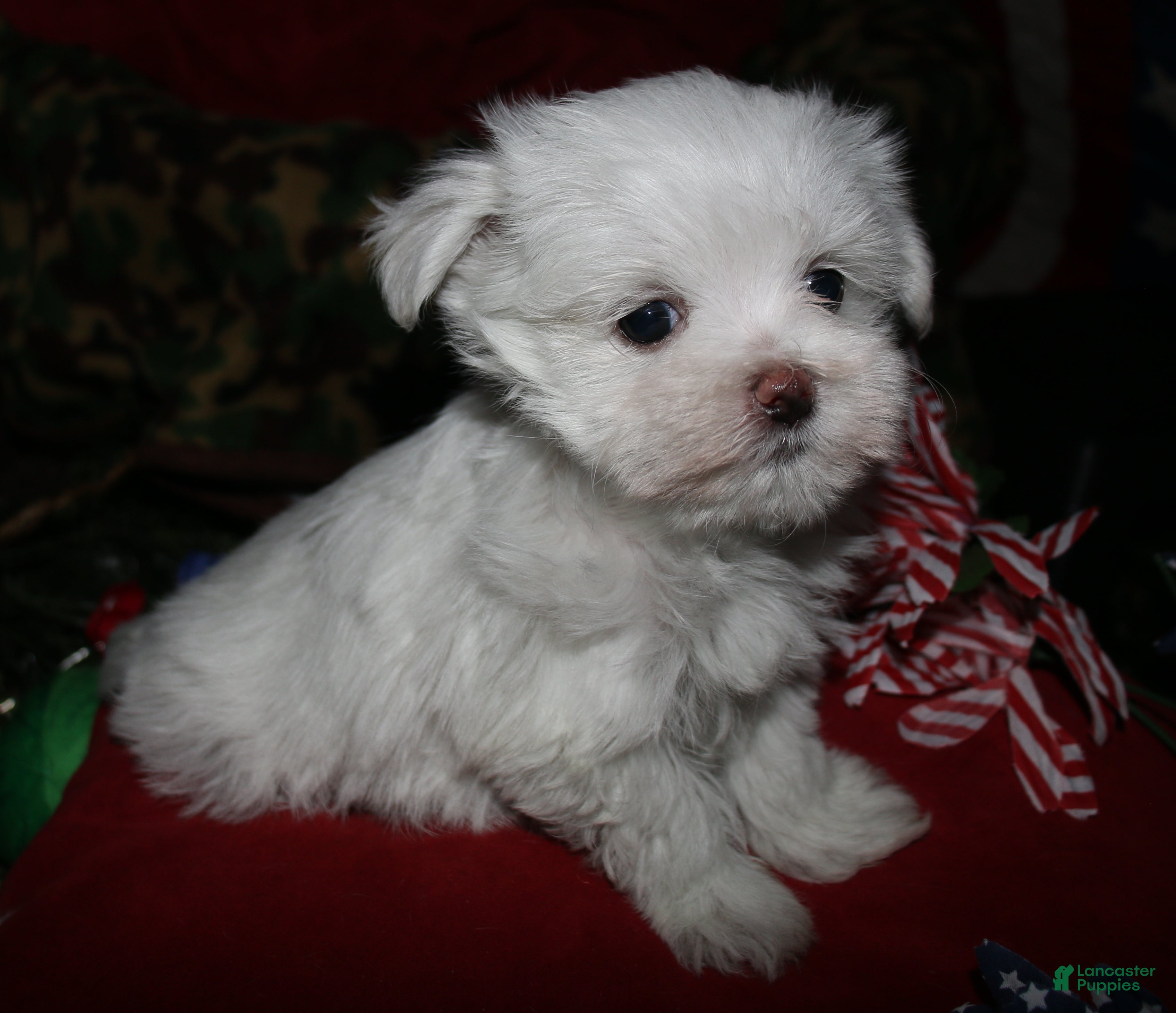 Maltese dogs Stumpy - Ad 1