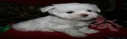 Maltese dogs for sale: Stumpy - Ad 1