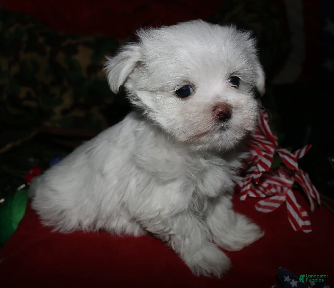 Maltese dogs for sale: Stumpy - Ad 1