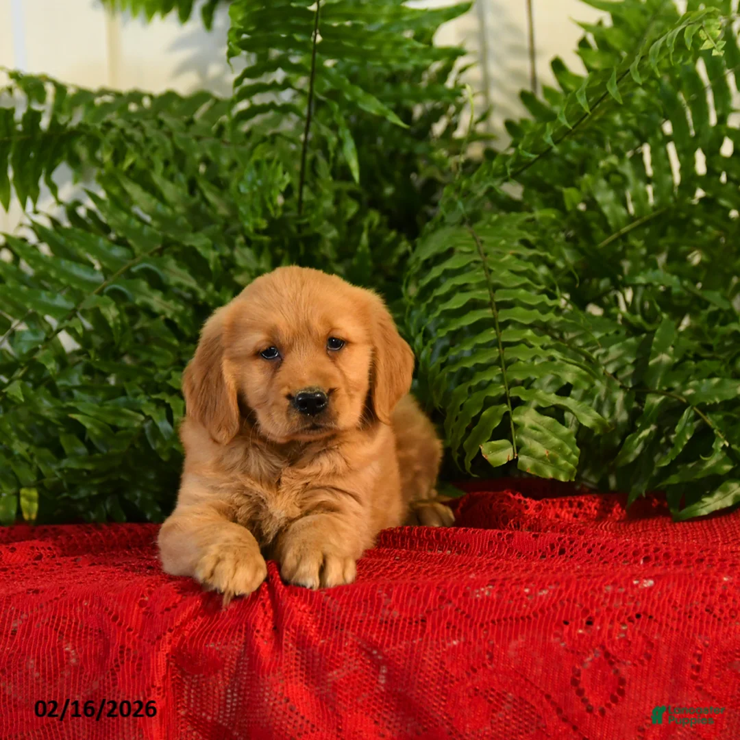 Golden Retriever dogs for sale: Mandy - Ad 2