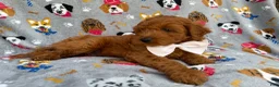 Cavapoo dogs for sale: Bear - Ad 4