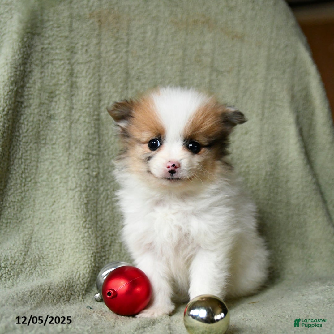 Pomeranian dogs for sale: Smiley - Ad 3