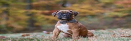 Boxer dogs for sale: Hudson - Ad 7