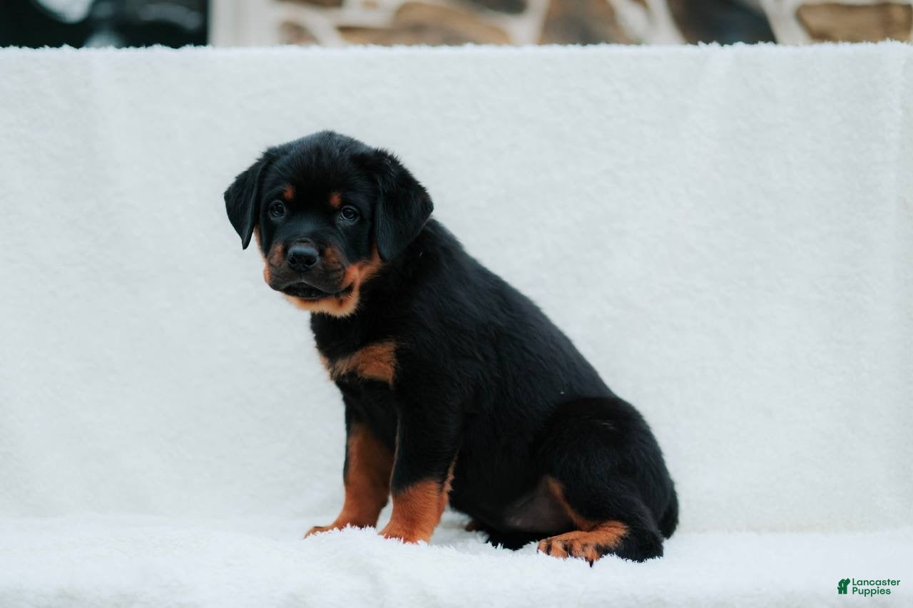 Rottweiler dogs Rottweiler 8 - Ad 1